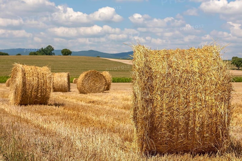 Stubble field with straw rolls, Palatinate, Rhineland-Palatinate, Germany, Europe