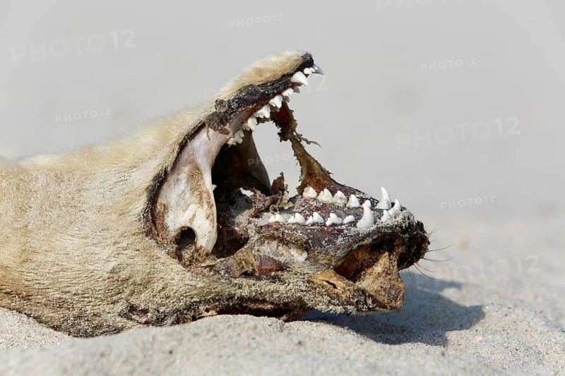Seal (Phoca vitulina), found dead on the beach, detail of the head of a dead seal, Lower Saxony Wadden Sea National Park, Lower Saxony, Germany, Europe