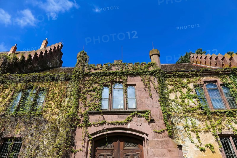 Dotternhausen Castle, Cotta's Castle, Dotternhausen Castle, historical building, aristocratic residence, architecture, detail, window, overgrown facade, green facade, climbing plants, Dotternhausen, Zollernalbkreis, Baden-Württemberg, Germany, Europe