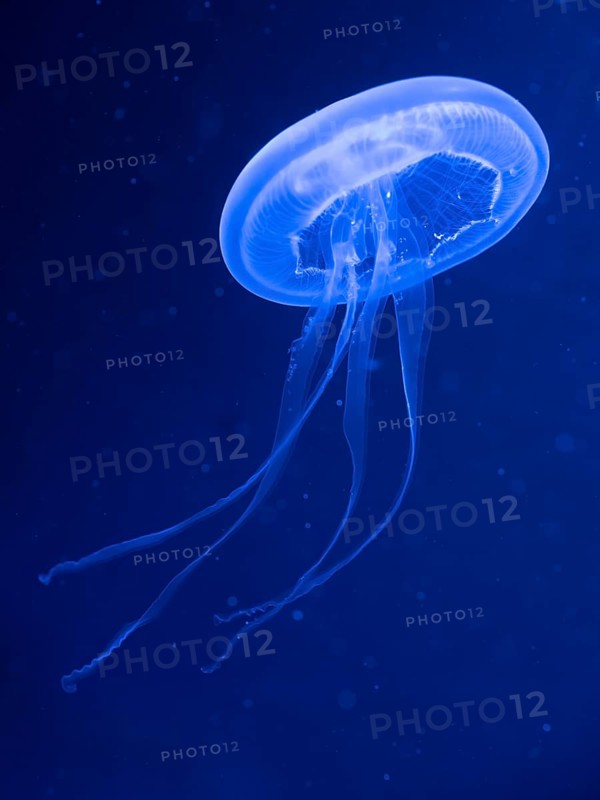 Common jellyfishes (Aurelia aurita)
