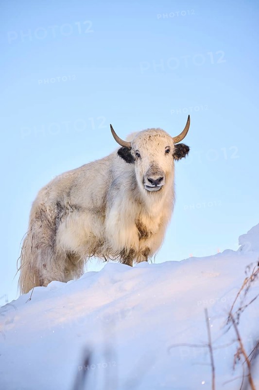 Domestic yak (Bos grunniens) on a snowy meadow in the mountains in tirol, Kitzbühel, Wildpark Aurach, Austria, Europe