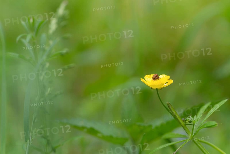 Close-up, sitfast (Ranunculus repens), carnation root weevil (Byturus ochraceus), mating, Neustadt am Rübenberge, Germany, Europe