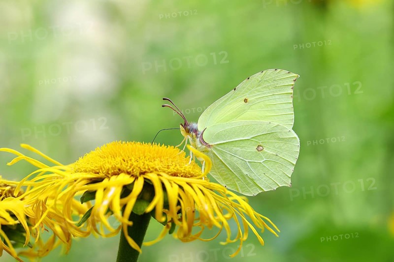 Lemon butterfly (Gonepteryx rhamny) on a yellow flower of a Greater Telekie (Telekia speciosa), Wilden, North Rhine-Westphalia, Germany, Europe
