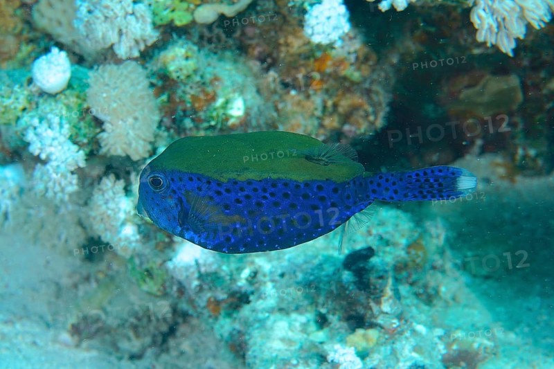 Bluetail trunkfish (Ostracion cyanurus), Dive site House reef, Mangrove Bay, El Quesir, Egypt, Red Sea, Africa