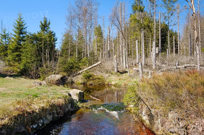 Rehberger Graben, moat, Geopark, St. Andreasberg, Harz National Park, Lower Saxony, Germany, Europe