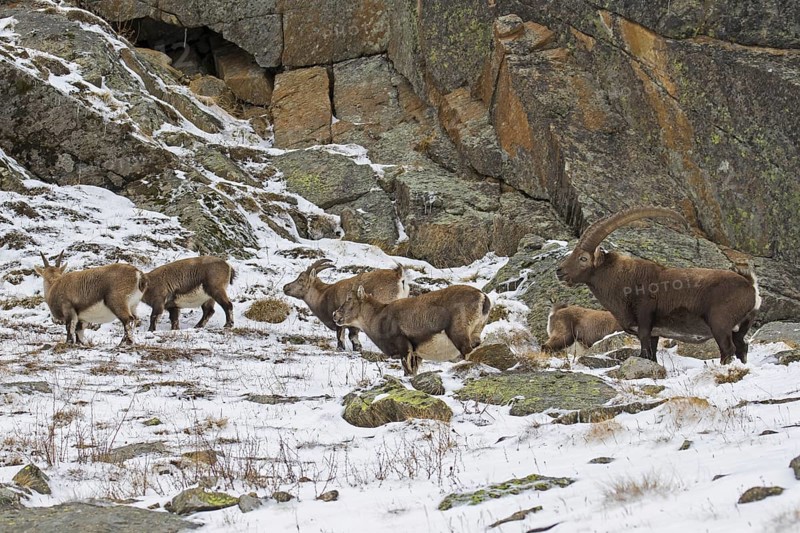 Alpine ibex (Capra ibex) herd with male and females during the rut in winter, Gran Paradiso National Park, Italian Alps, Italy, Europe
