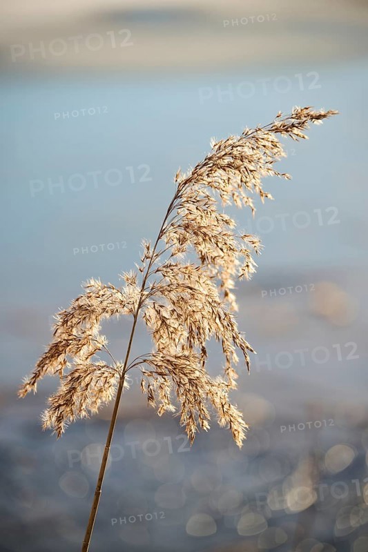 Common reed (Phragmites australis) seeds, detail, Upper Palatinate, Bavaria, Germany, Europe