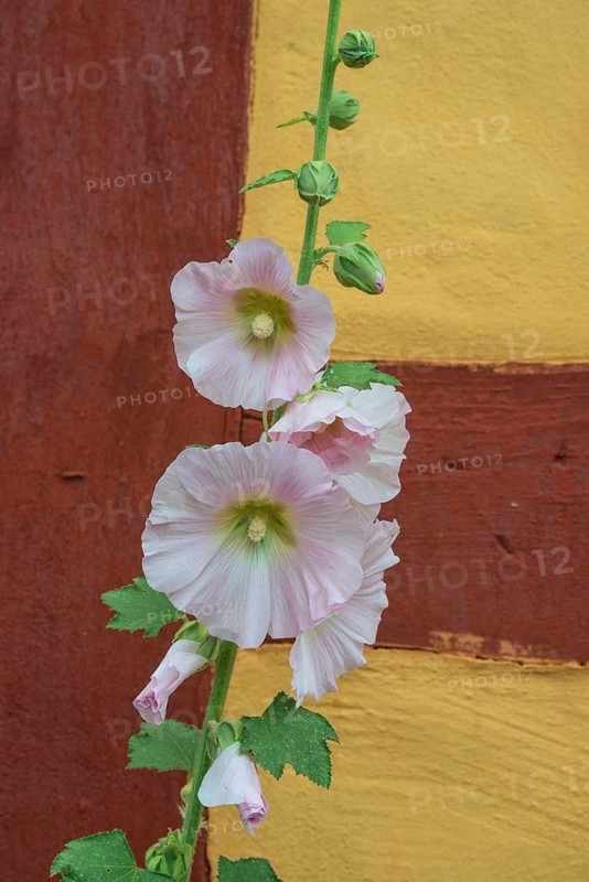 Flowering common hollyhock (Alcea rosea) at a half timbered house in Ystad, Scania, Sweden, Scandinavia, Europe