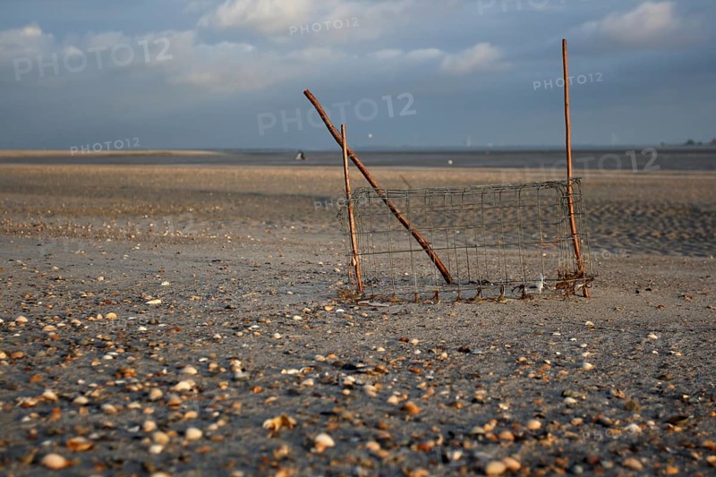 Ringed Plover (Charadrius hiaticula), clutch protection, protective basket for the clutch against trampling damage and predation, Lower Saxon Wadden Sea National Park, East Frisian Islands, Lower Saxony, Germany, Europe