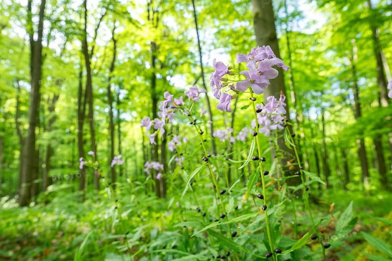 Large-flowered bittercress (Cardamine bulbifera), flowering, Hainich National Park, Thuringia, Germany, Europe