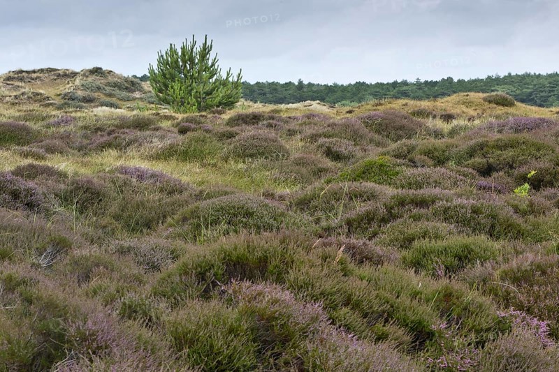 Dune landscape, Terschelling, Netherlands