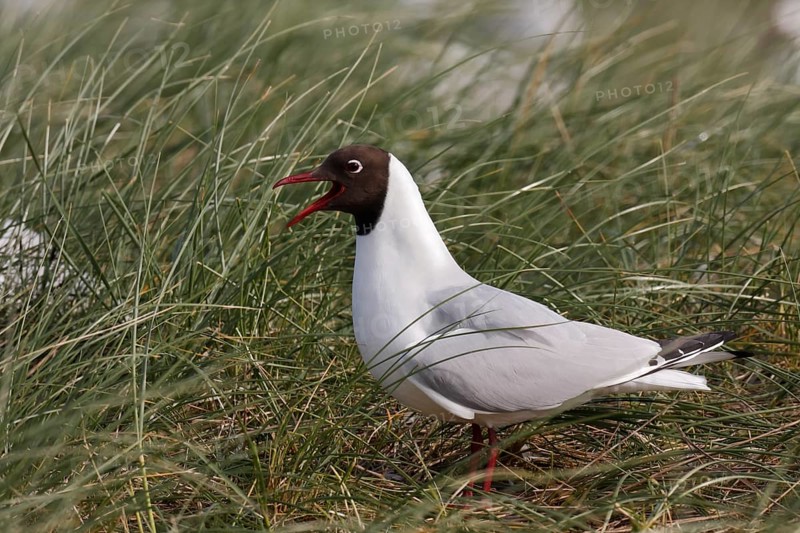 Black-headed Black-headed Gull (Chroicocephalus ridibundus), individual mating in the breeding colony, Lower Saxon Wadden Sea National Park, East Frisian Islands, Lower Saxony, Germany, Europe