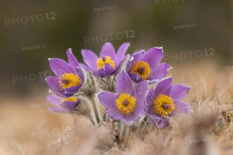 Spring cowbell (Pulsatilla vernalis), purple, field, Sweden, Europe