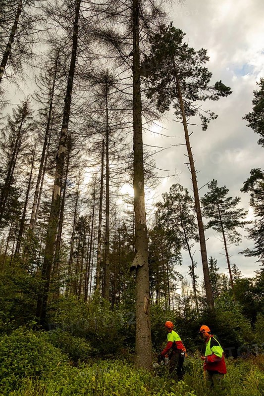 Press event forest damage