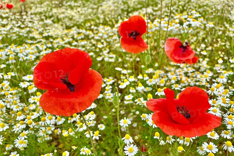 Poppy (Papaver) wild chamomile (Matricaria chamomilla) Flowering strip, sunrise, summer meadow, poppy, bee pasture, backlight, grazing light, Saxony-Anhalt, Germany, Europe