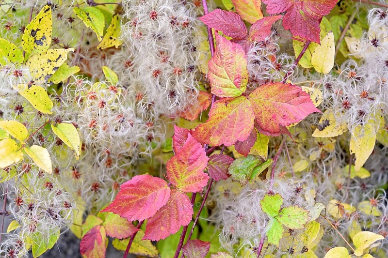 Blackberry (Rubus sect. Rubus), leaves with autumn colouring, woodland vine (Clematis vitalba) with fruit bunch, Moselle, Rhineland-Palatinate, Germany, Europe