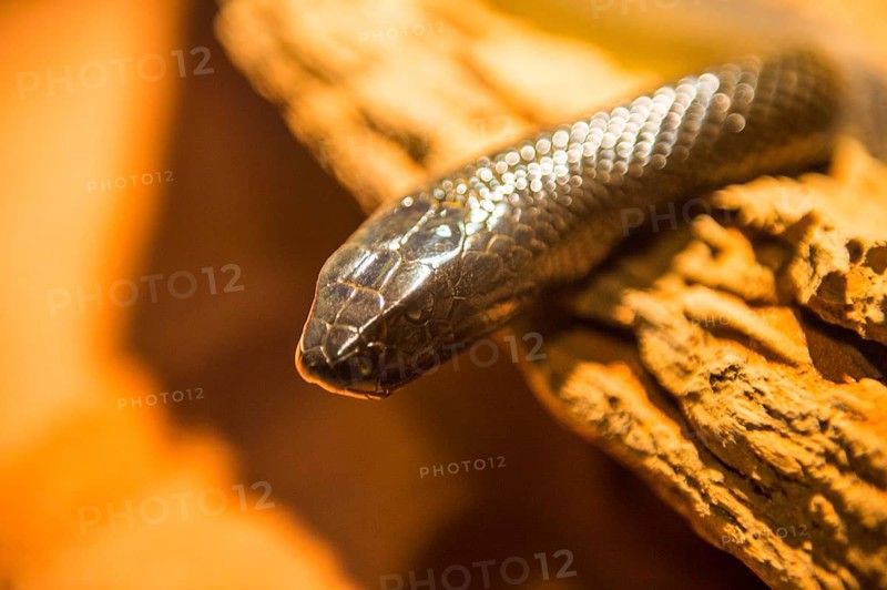 The coastal taipan (Oxyuranus scutellatus), Lone Pine sanctuary, Brisbane, Queensland, Australia, Oceania