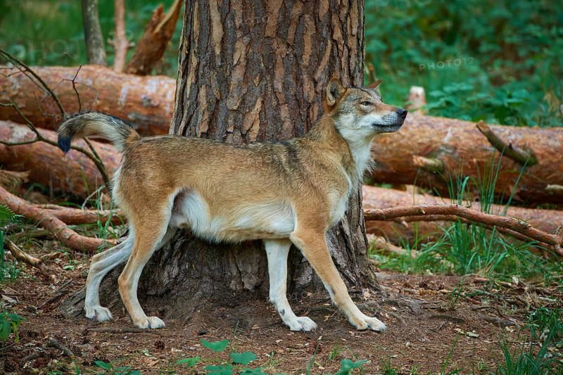 European gray wolf (Canis lupus), scratching on tree in forest, Germany, Europe