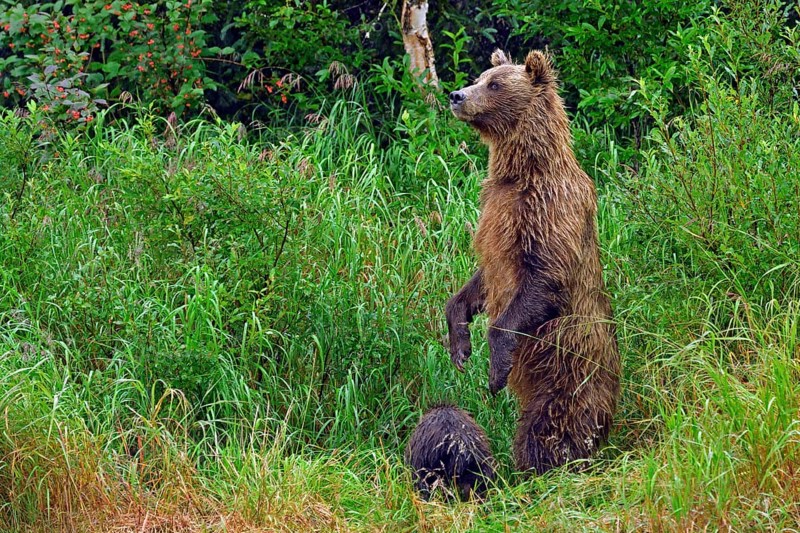 Brown bear (Ursus arctos) standing on hind legs in tall grass, her cub sitting in front of her, Lake Clarke National Park, Alaska, USA, North America