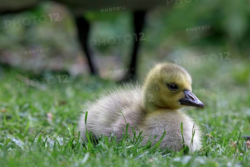 Canadian wild goose (Branta canadensis) chicks in the Tiergarten Berlin