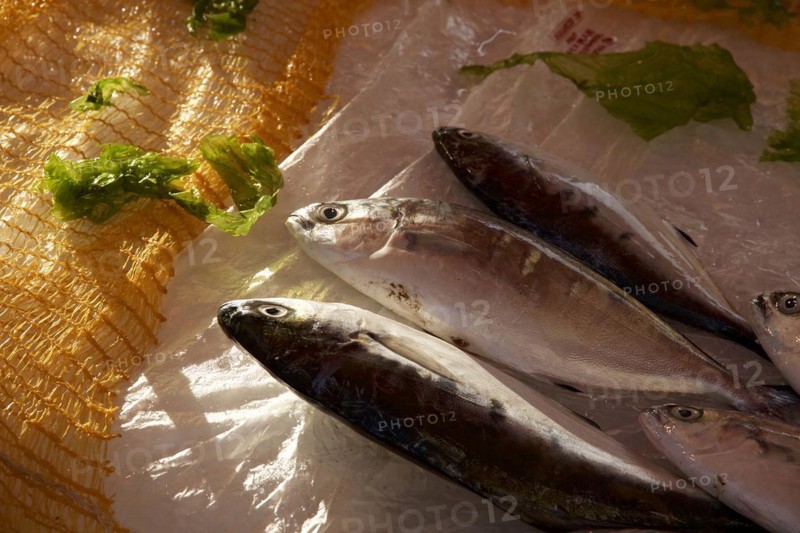 3 fish side by side on counter, macro, markets, open air, Palermo, capital, Sicily, Italy, Europe
