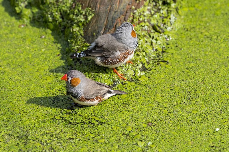 Two male zebra finches (Taeniopygia guttata) (Poephila guttata) native to Australia taking a bath and cooling down in water of pond on a hot day