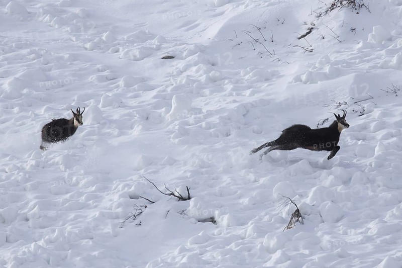 Chamois (Rupicapra rupicapra) male chasing away rival in the snow during the rut in winter in the European Alps