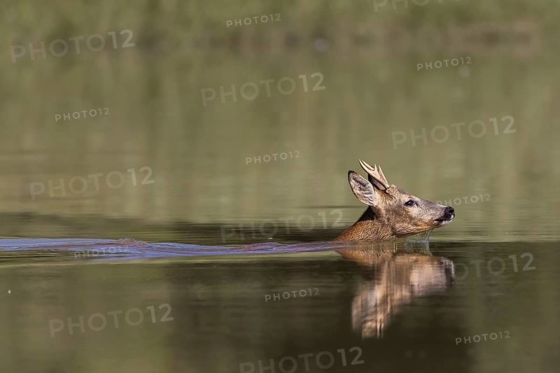 Roebuck swimming in the river, Europe, Austria, Upper Austria, Europe