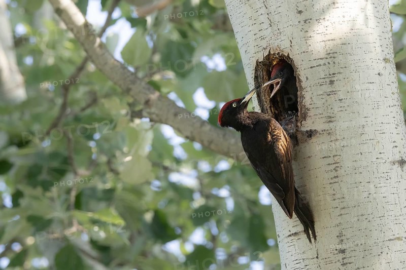 Black woodpecker cock feeding at the breeding hole, Lake Neusiedl National Park, Burgenland, Austria, Europe