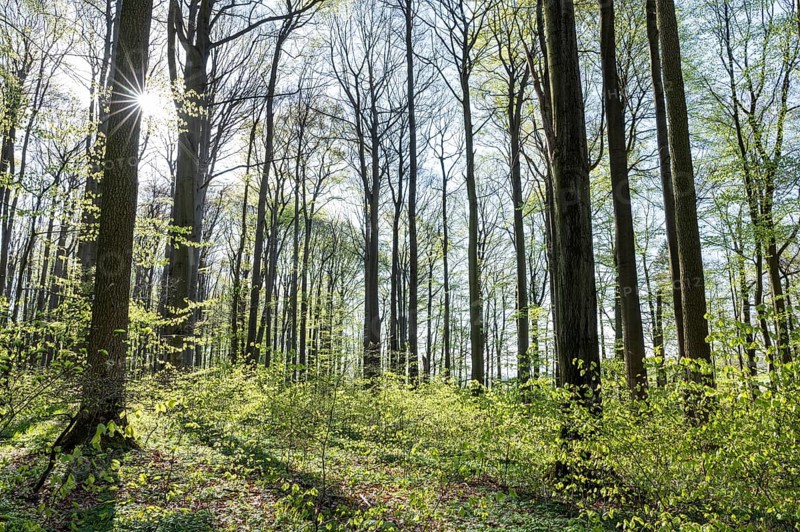 Red beech forest (Fagus sylvatica) in spring, with sunstar, Thuringia, Germany, Europe