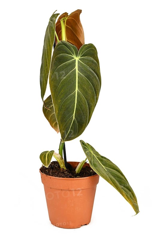 Rare 'Philodendron Melanochrysum' houseplant in flower pot on white background