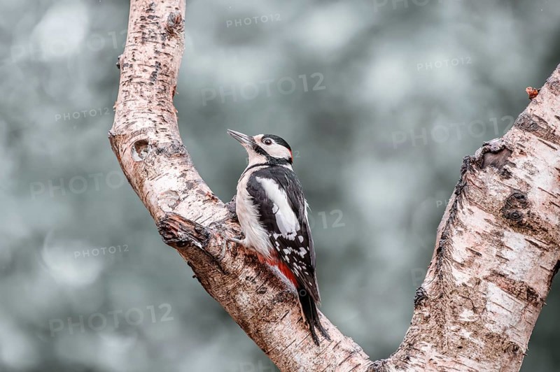 Great spotted woodpecker (Dendrocopos major), sitting centrally on a thick, light forked branch, looking to the left, background light and blurred with bokeh, Overijssel, Netherlands