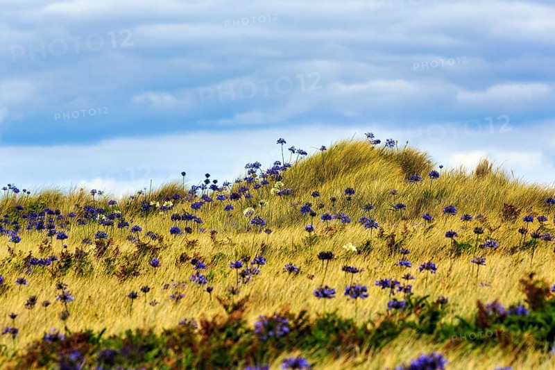 Dune Landscape, Blue and White lilies of the nile (Agapanthus), Love Flowers, Isle of Tresco, Isles of Scilly, Cornwall, England, Great Britain