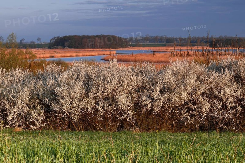 Hawthorn in bloom in spring, view of the Randow loop of the River Peene, Peene Valley River Landscape nature park Park, Mecklenburg-Western Pomerania, Germany, Europe