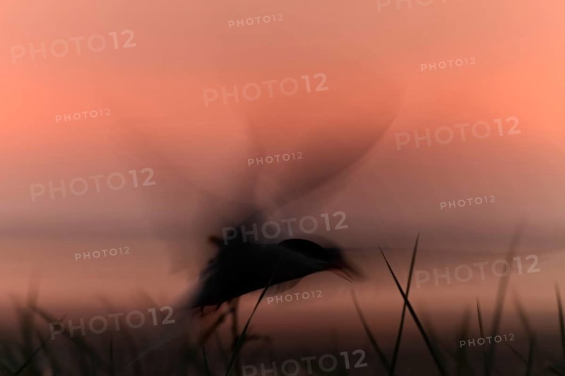Common Tern (Sterna hirundo), flight study at sunset, in flight with motion blur of the wings, Lower Saxon Wadden Sea National Park, East Frisian Islands, Lower Saxony, Germany, Europe