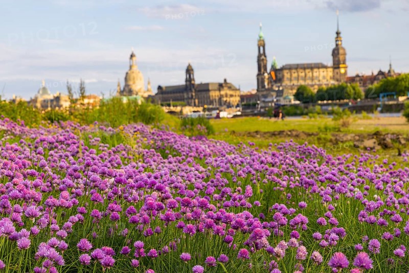 Flowering chives on the Elbe meadows in Dresden's Old Town with silhouette