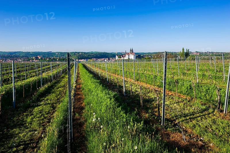 Proschwitz vineyard The Proschwitz vineyards were owned by the Bishops of Meissen from the middle of the 12th century until the Reformation A large proportion of the mass wines required in Saxony during this period came from the Proschwitz vineyard. The first documented mention of a knight, Eckbert von Proschwitz, was in a document from 1102. The place name Proschwitz indicates an early Sorbian settlement. Until the Reformation and subsequent secularisation
