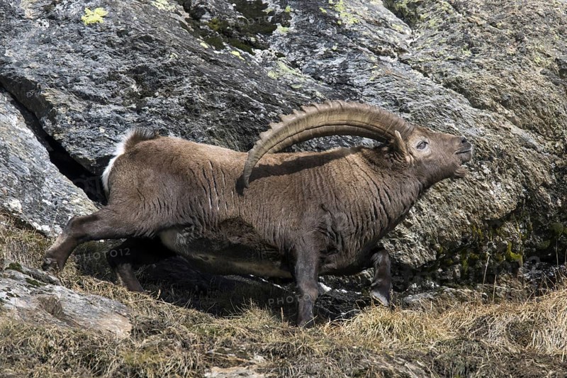 Alpine ibex (Capra ibex) male with large horns scenting air during the rut in winter, Gran Paradiso National Park, Italian Alps, Italy, Europe