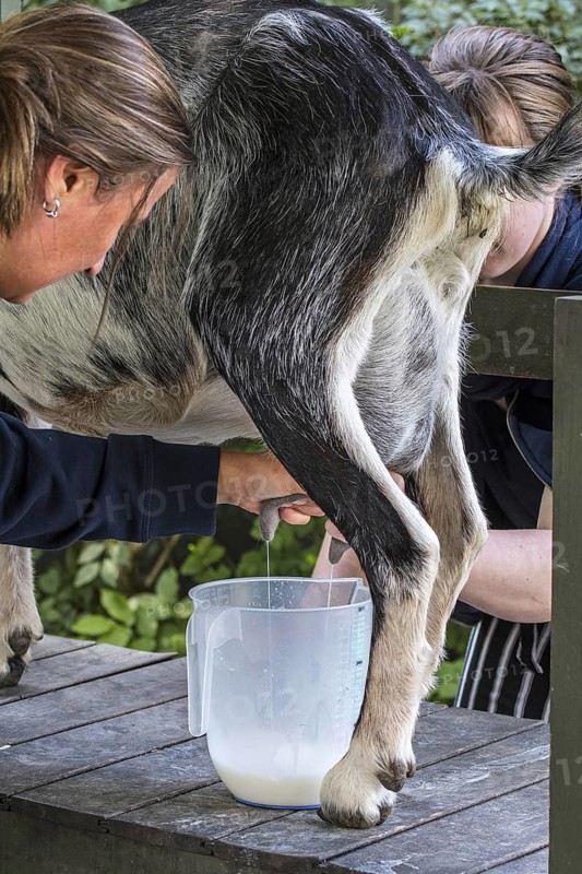 Two women hand milking goat by massaging and pulling down on the teats of the udder, squirting the milk into a pitcher at dairy farm