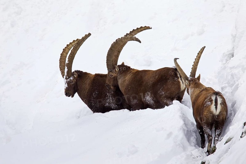 Three Alpine ibex (Capra ibex) males foraging in deep snow in winter