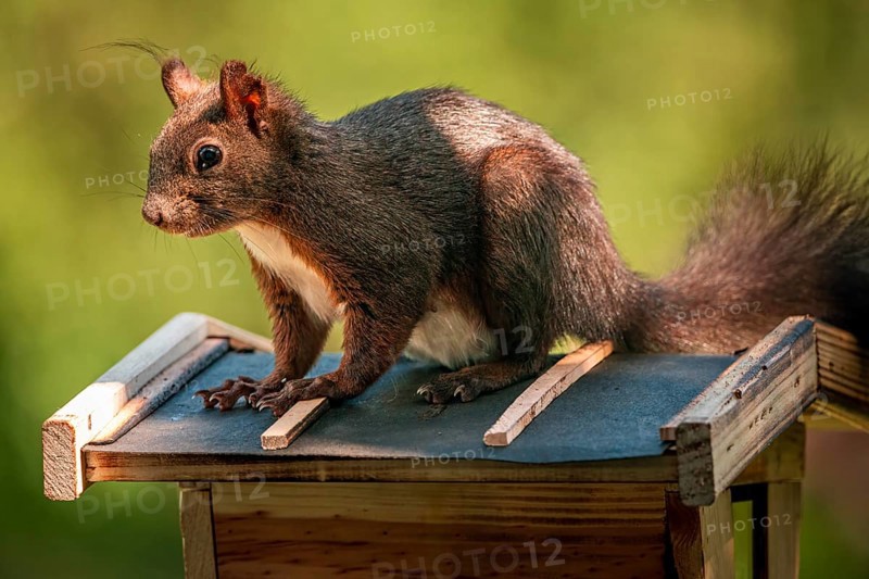Eurasian red squirrel (Sciurus vulgaris), sitting on bird house, Ternitz, Lower Austria, Austria, Europe