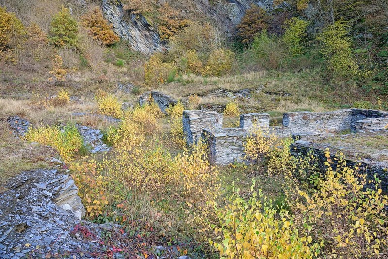Birches (Betula) with autumn leaves between slate walls, ruins, Eastern Eifel, Rhineland-Palatinate, Germany, Europe