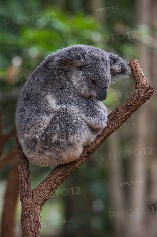 Koala (Phascolarctos cinereus), Lone Pine sanctuary, Brisbane, Queensland, Australia, Oceania