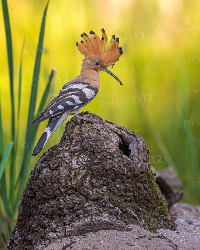 Hoopoe (Upupa epops) with food for the young birds, adult bird, Bird of the Year 2022, erected bonnet, at the breeding hole, sunrise, Middle Elbe Biosphere Reserve, Saxony-Anhalt, Germany, Europe