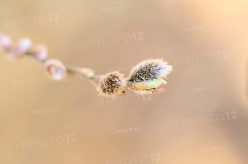 Eastern crack-willow (Salix euxina) pussy willow, detail, Upper Palatinate, Bavaria, Germany, Europe