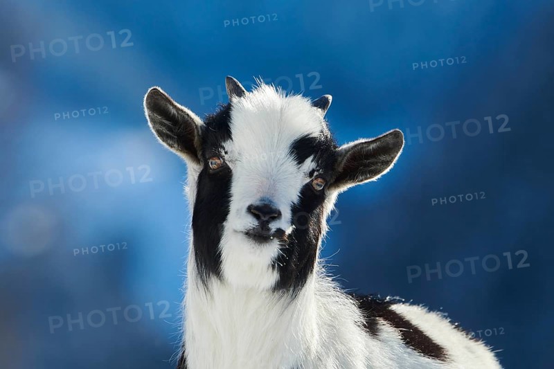 Domestic goat (Capra hircus) kid, portrait, snow, winter in tirol, Kitzbühel, Wildpark Aurach, Austria, Europe