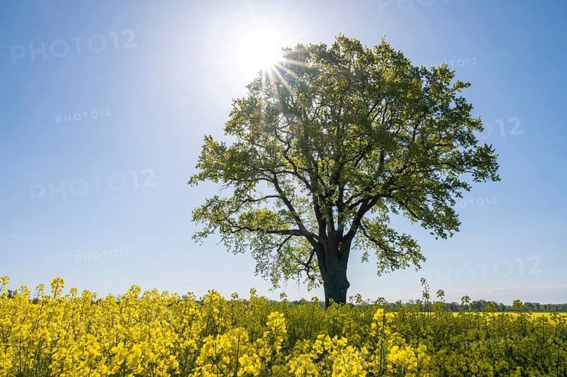 English oak (Quercus robur), solitary standing next to a flowering rape (Brassica napus), backlit with sunstar, Lower Saxony, Germany, Europe