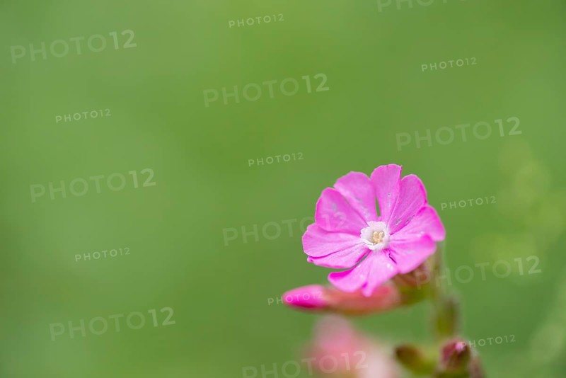 Close-up, Red campion (Silene dioica), Deister, Calenberger Bergland, Schaumburg, Hameln Pyrmont, Hannover Region, Germany, Europe