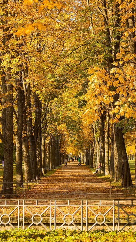 The former summer residence of the Saxon royal family is the largest chinoise palace complex in Europe. The palace park with more than 2, 000 shrubs and over 600 potted plants invites visitors to take eventful walks at any time of year