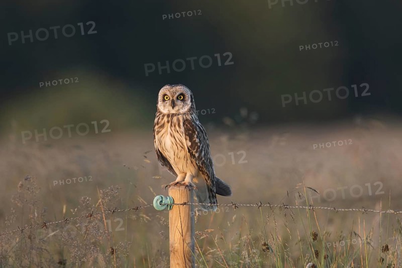 Short-eared owl (Asio flammeus) (Asio accipitrinus) perched on fence post along field at sunset
